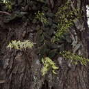 Image of Dendrobium linguiforme var. linguiforme