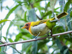 Image of Rufous-headed Tanager