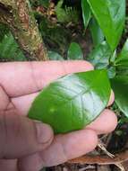 Picconia excelsa (Aiton) DC. resmi