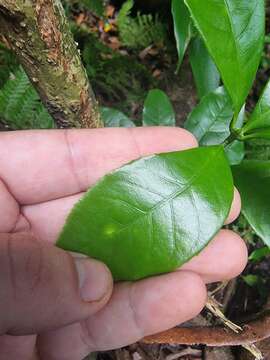 Image of Picconia excelsa (Aiton) DC.