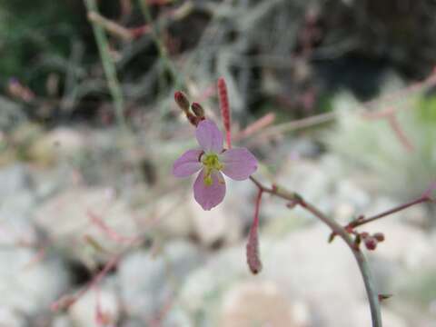 Image de Chylismia heterochroma Small