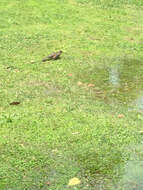 Image of Rufous-bellied Thrush