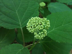 Image of wild hydrangea