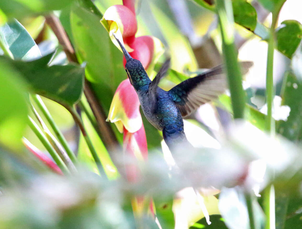 Image of Green Hermit