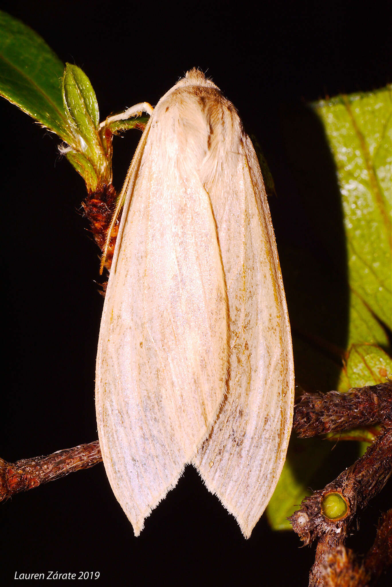 Imagem de Leucanopsis lurida Edwards 1887