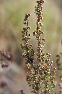 صورة Artemisia chamaemelifolia Vill.