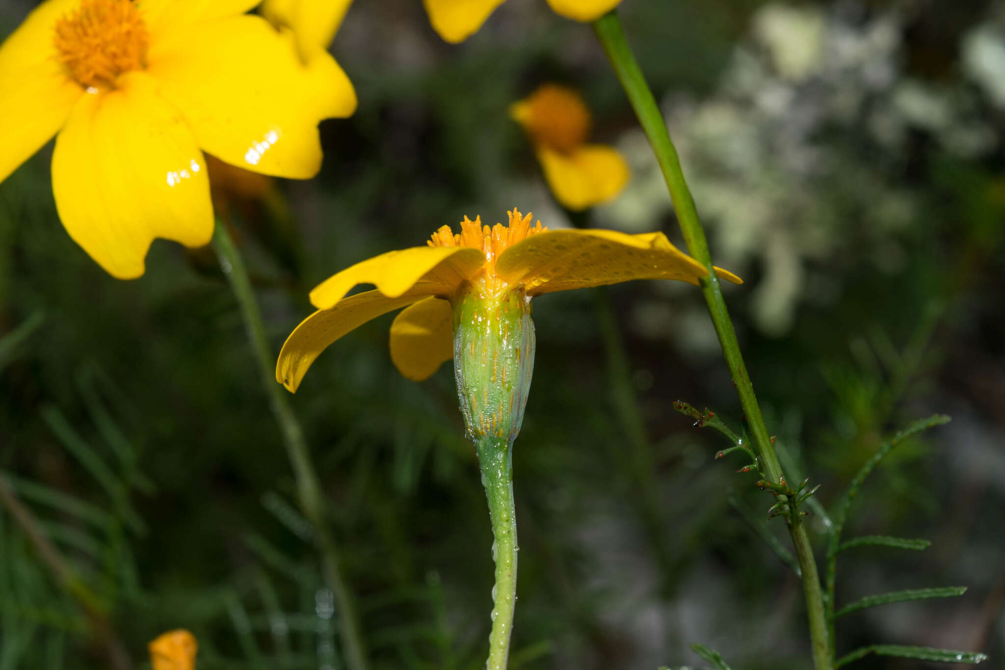 Tagetes linifolia Seaton resmi