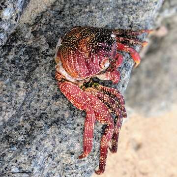 Image of Goniopsis pulchra (Lockington 1877)