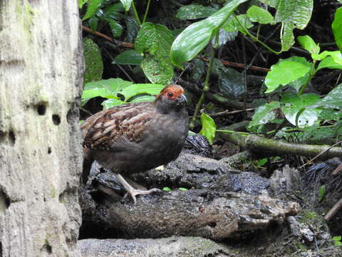 Image of Spot-winged Wood Quail