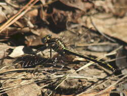 Image of Phanogomphus oklahomensis (Pritchard 1935)