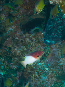 Image of Black cod