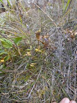 Image of eared dwarf gentian