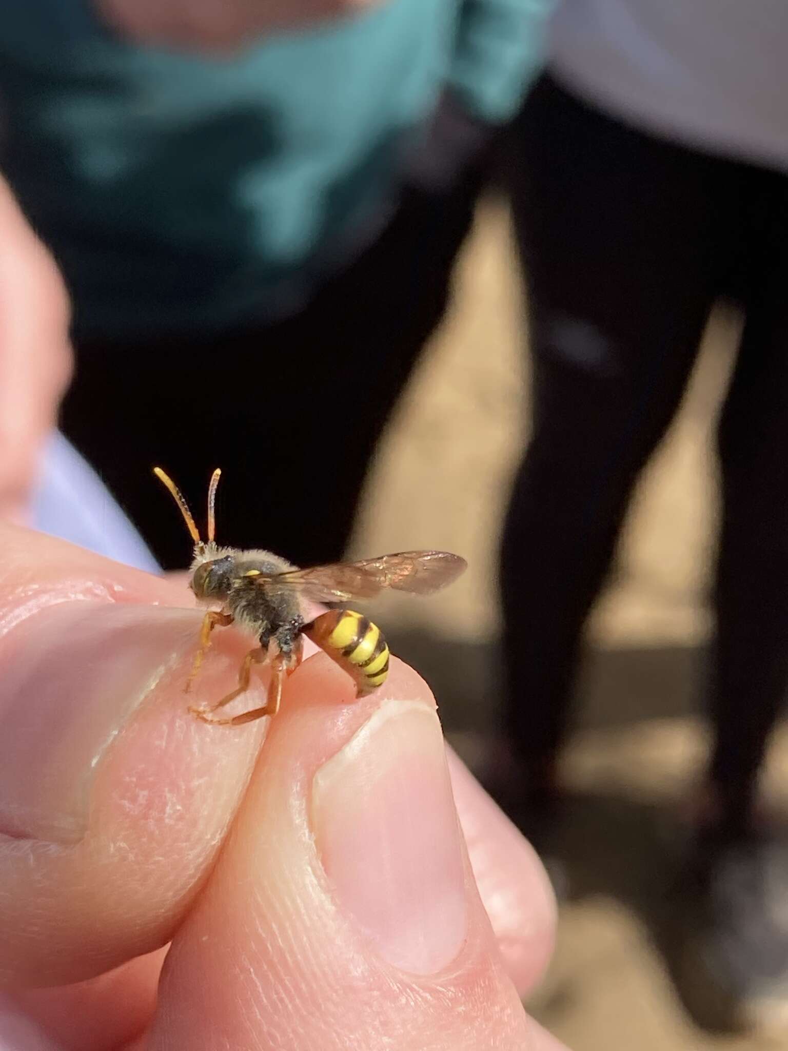 Image of Nomada bifasciata Olivier 1811