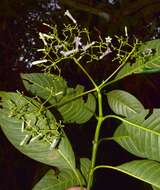 Image de Palicourea paniculata (L. fil.) P. L. R. Moraes & C. M. Taylor