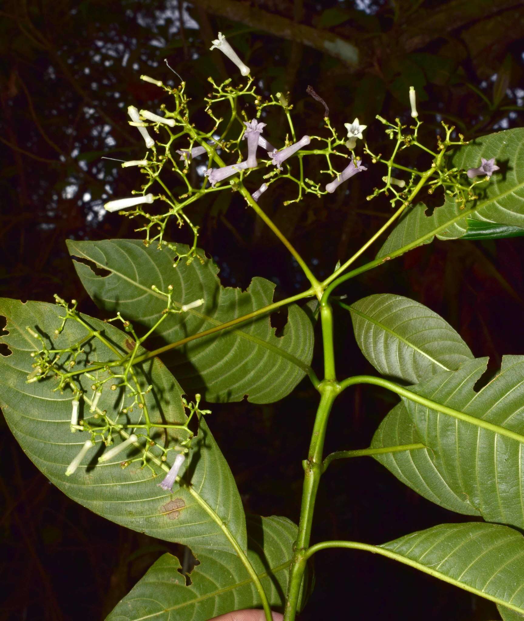 Image de Palicourea paniculata (L. fil.) P. L. R. Moraes & C. M. Taylor