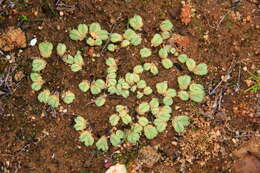 Image of Riccia bullosa Link