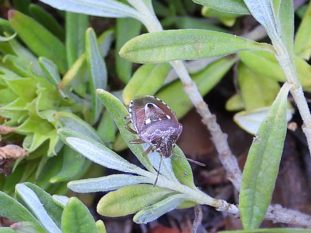 Image of <i>Stagonomus bipunctatus</i>