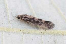 Image of Salt and Pepper Microcaddis