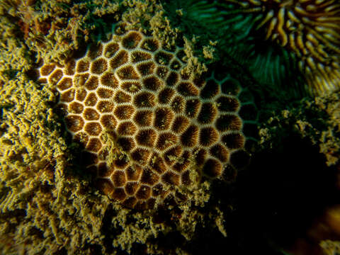 Image of False Pillow Coral