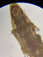 Image of Milnesiidae