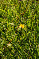 Image of Hypericum lalandii Choisy