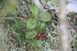 Image of eastern teaberry