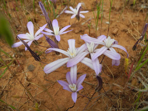 Sivun Brodiaea nana Hoover kuva