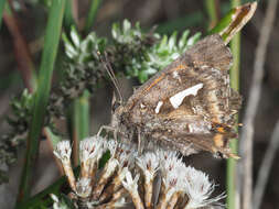 Image of Phasis thero (Linnaeus 1764)