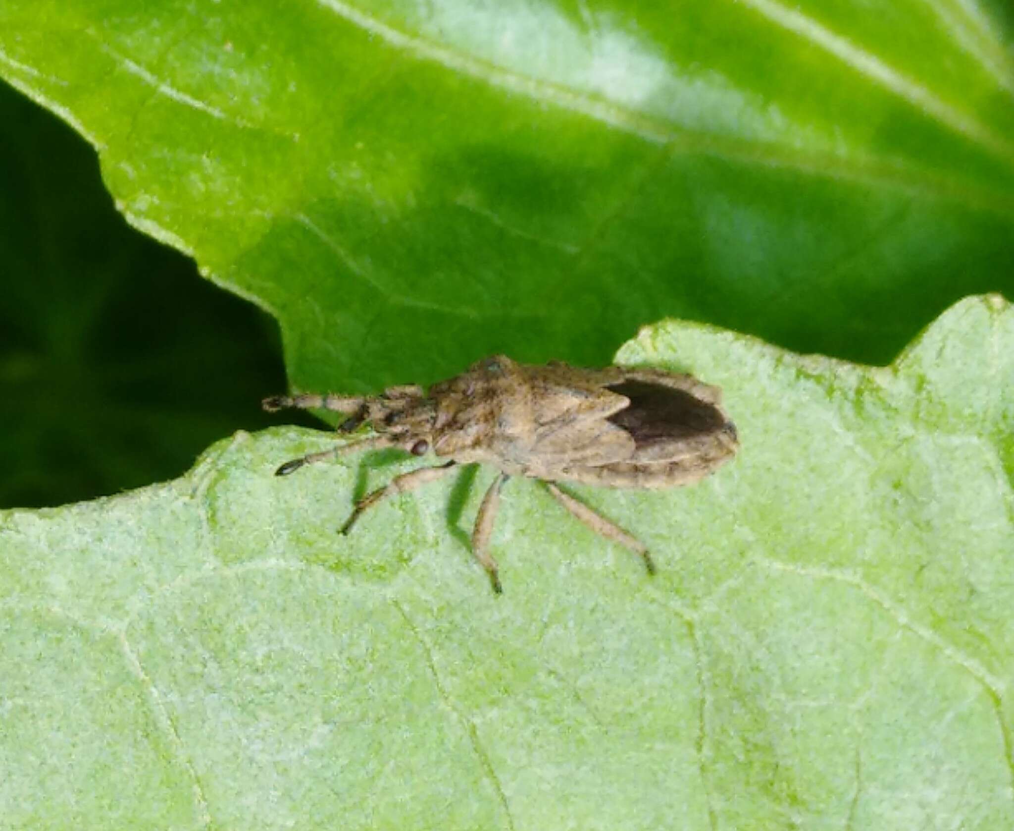 Image of Eumenotes pacao Esaki 1922