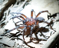 Image of Promyrmekiaphila clathrata (Simon 1891)