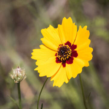 Image of golden tickseed