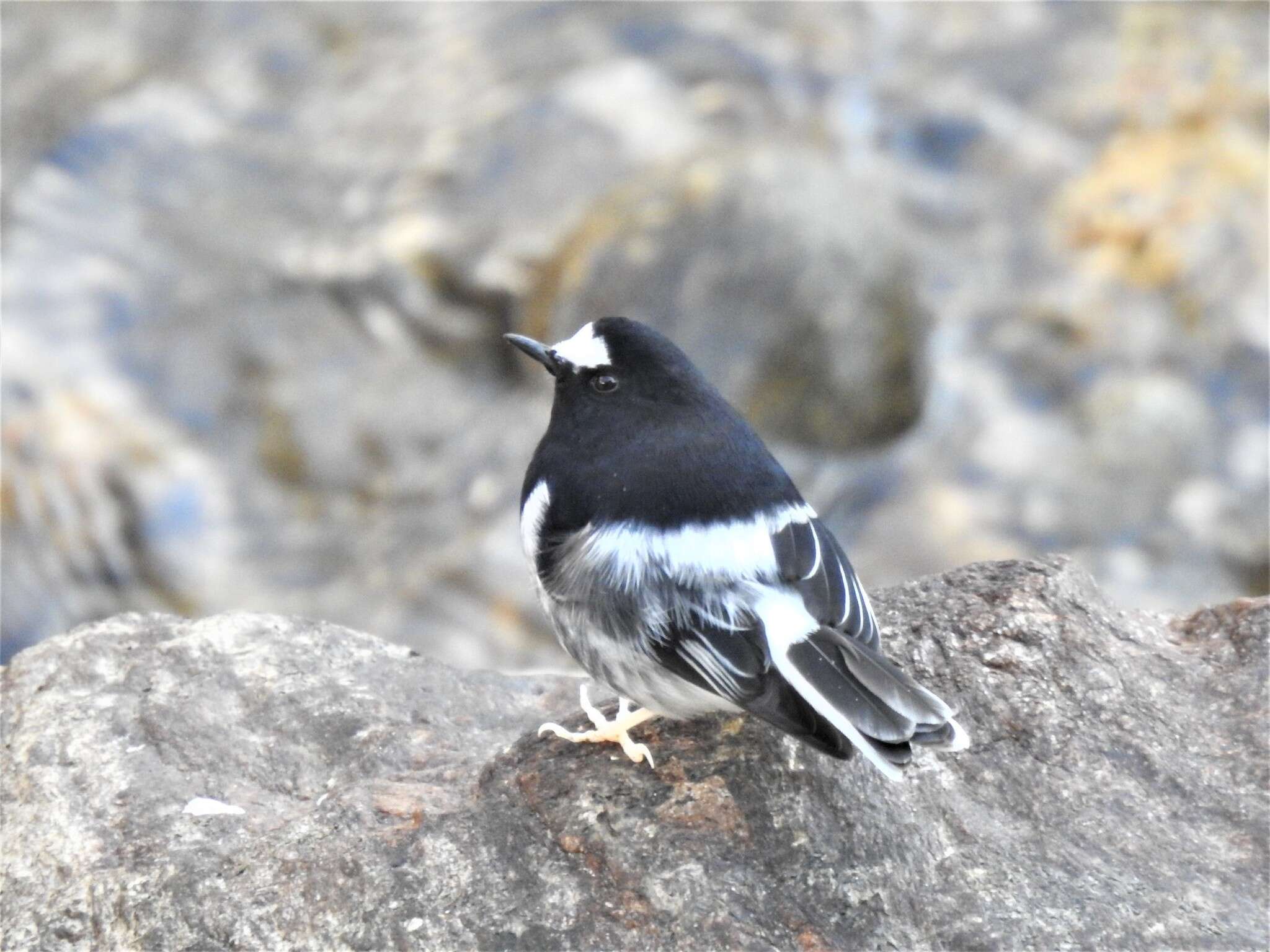 Image of Little Forktail