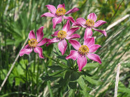 Anemonastrum narcissiflorum subsp. fasciculatum (L.) Raus的圖片