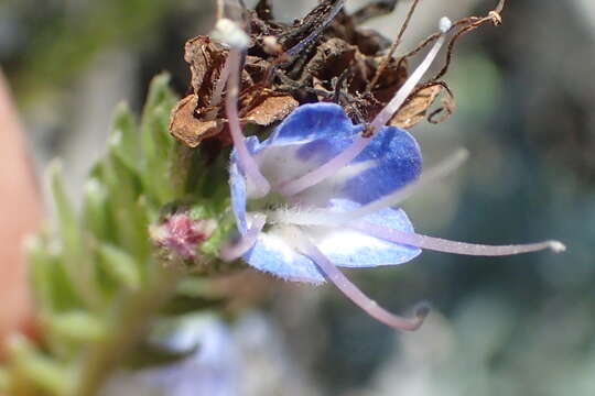 Imagem de Echium candicans L. fil.