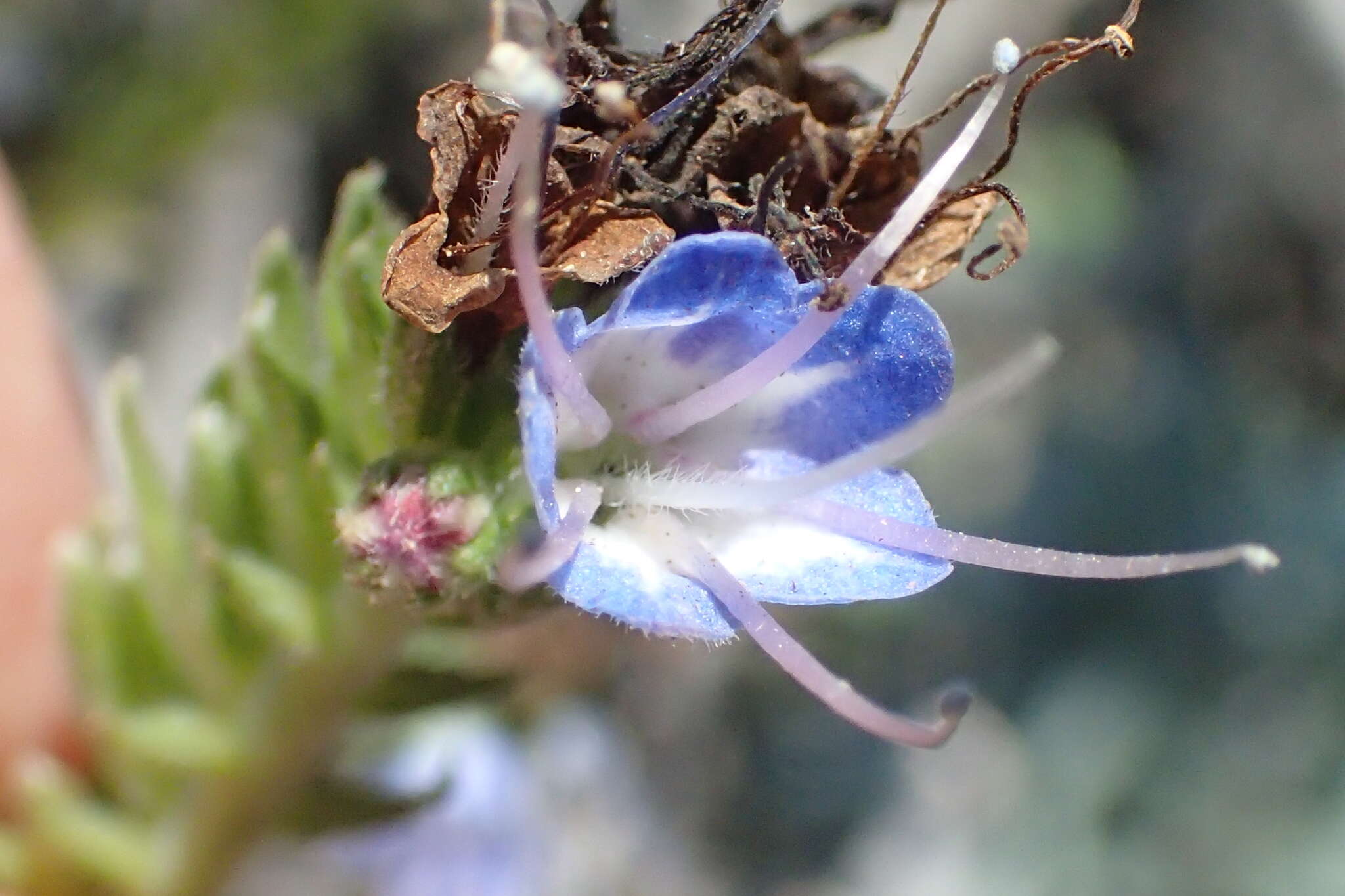 Imagem de Echium candicans L. fil.