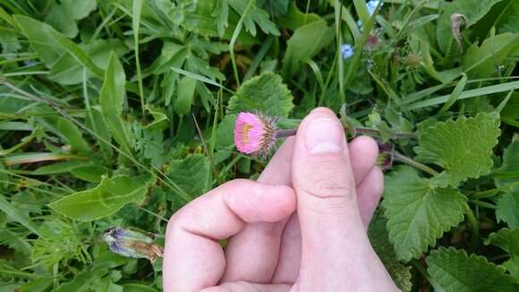 Image de Erigeron caucasicus Stev.