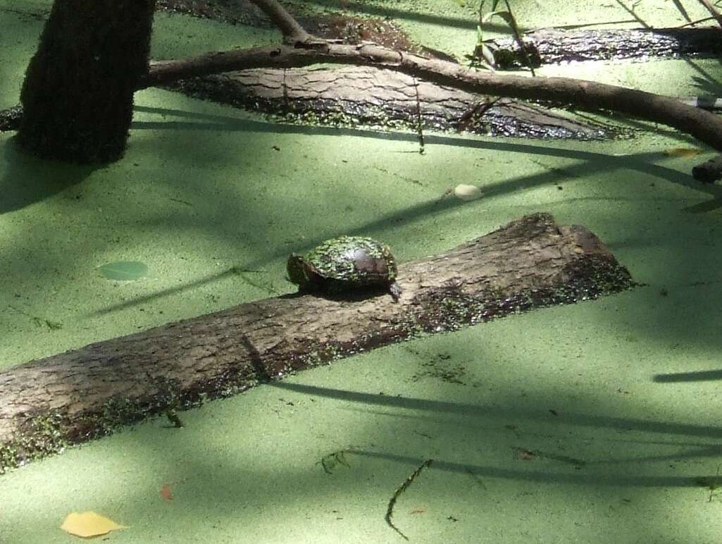 Image of Mississippi mud turtle