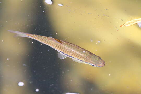 Image of Broad striped rasbora