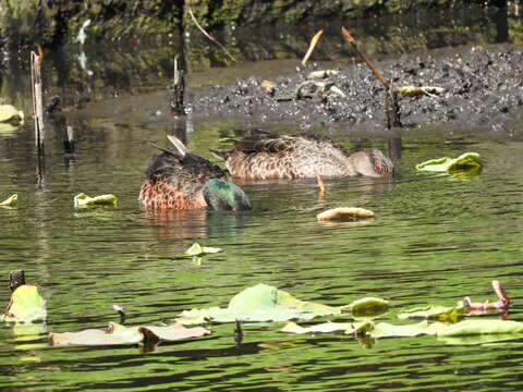 Image of Chestnut Teal