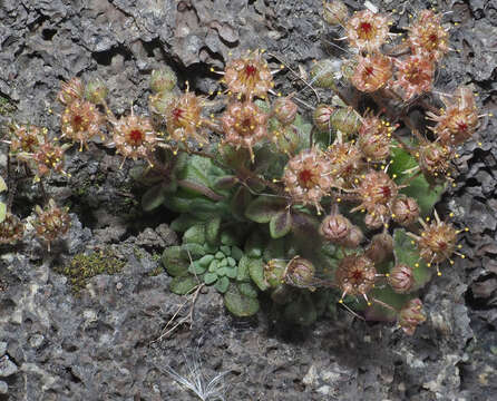 Image of Monanthes brachycaulos (Webb & Berth) Lowe