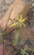 Image of Moraea inconspicua subsp. inconspicua