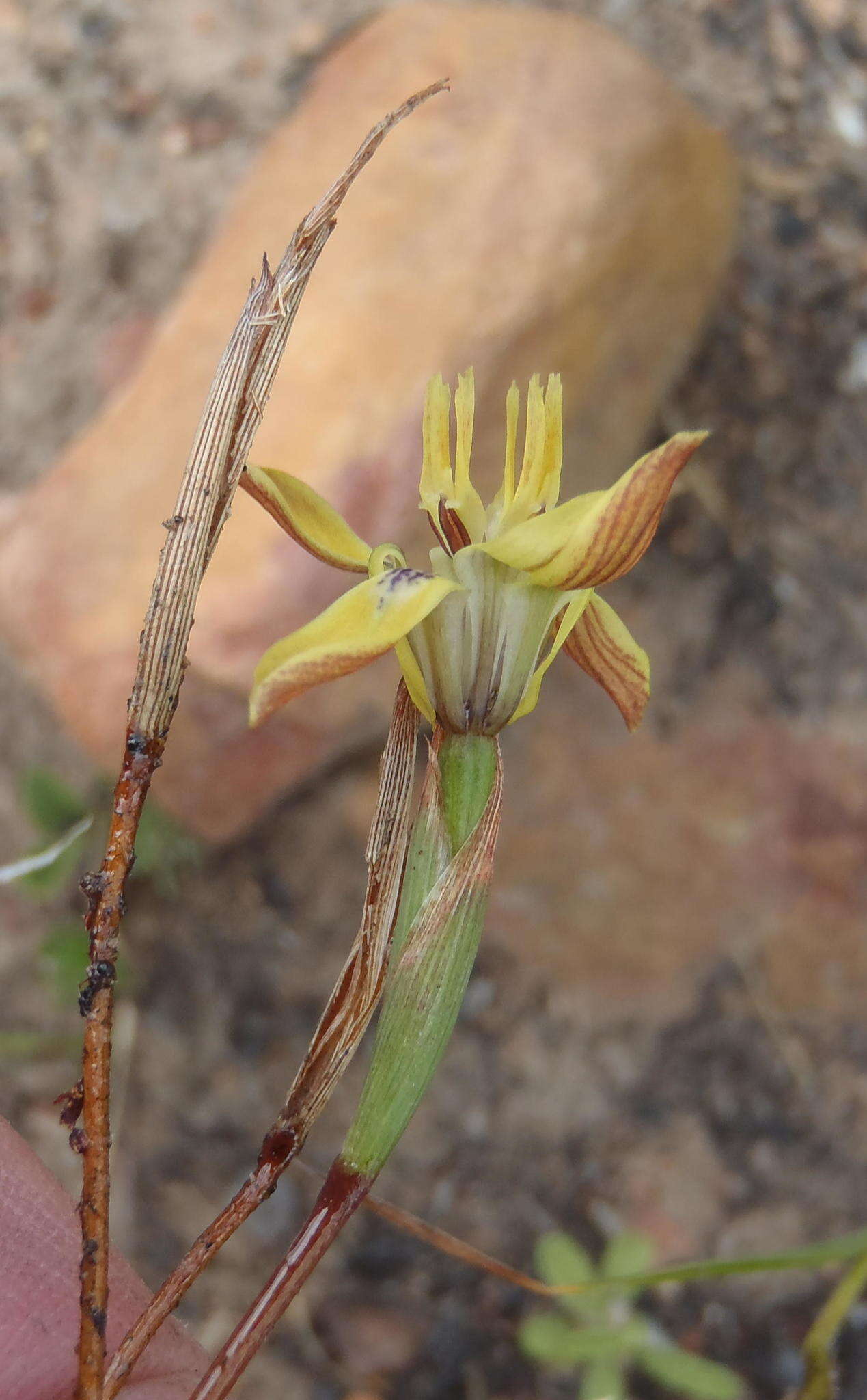 Image of Moraea inconspicua subsp. inconspicua