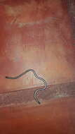 Image of Argentine Blind Snake