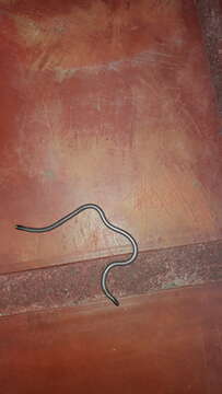 Image of Argentine Blind Snake