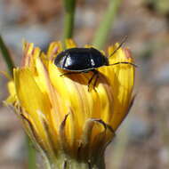 Plancia ëd Sehirus cinctus albonotatus Dallas 1851