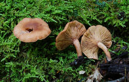 Image of Lactarius rimosellus Peck 1906