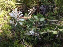 Image of flyweed