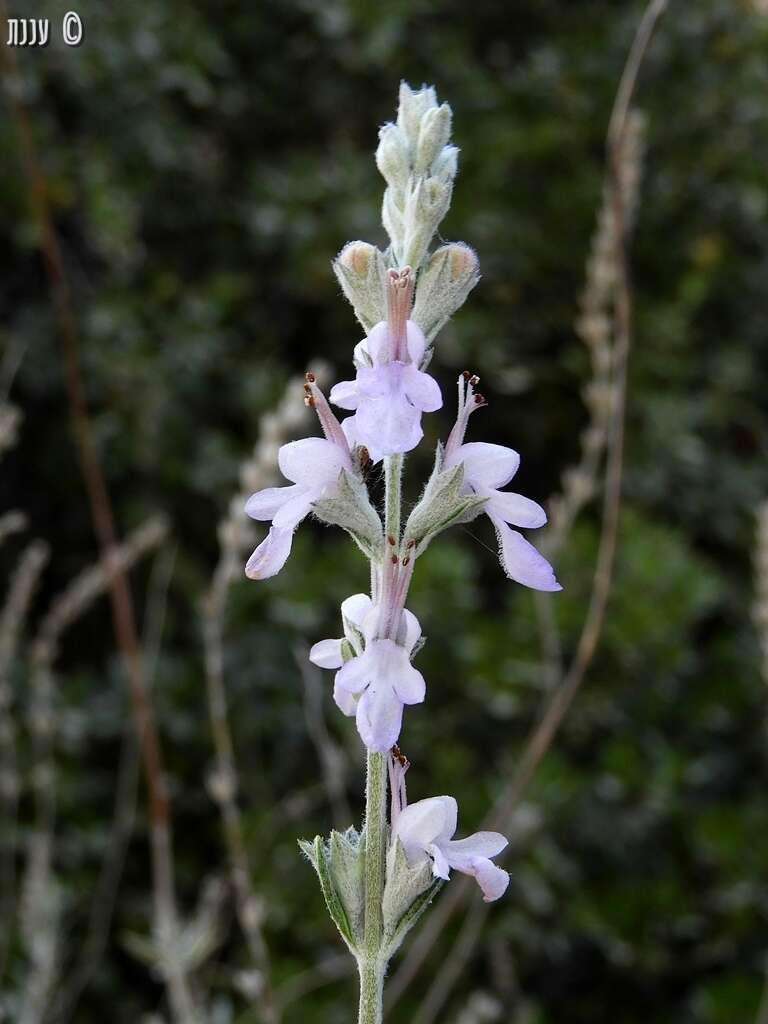 Image of Teucrium creticum L.