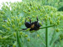 Слика од Heracleum sphondylium subsp. sibiricum (L.) Simonk.