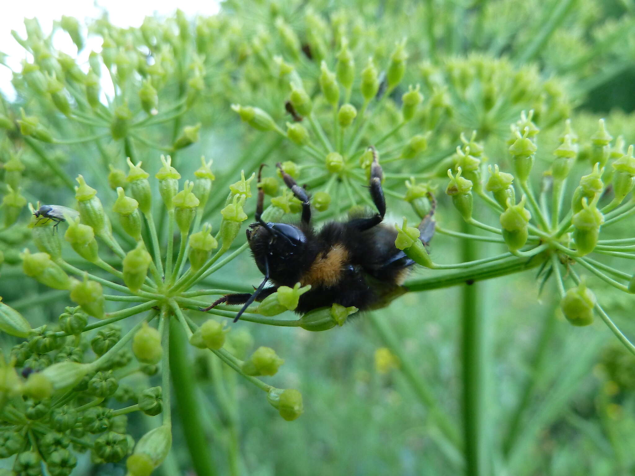 Слика од Heracleum sphondylium subsp. sibiricum (L.) Simonk.